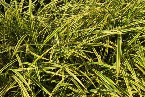 istock Spider Plant Special, Mueang Phrae District, Thailand 1389595237
