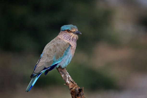 istock Close-up Of Indian Roller Bird 1389596777