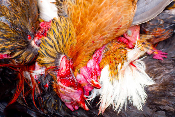 group of chicken has kill by butcher by red blood. - cold tint imagens e fotografias de stock