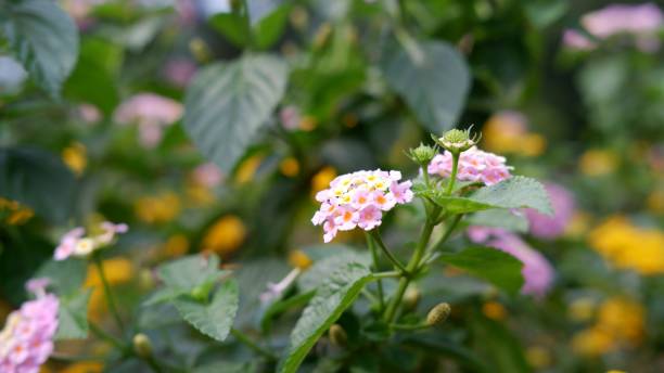 istock Lantana camara known as Spanish flag, big-sage 1389598587