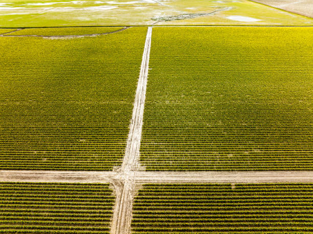 istock Aerial View of Daffodil Fields in Skagit Valley Washington State 1389600657