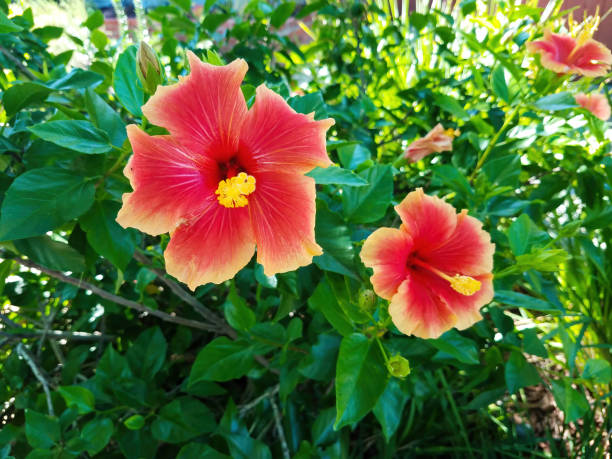 istock Hibiscus Flowers Close Up 1389600718