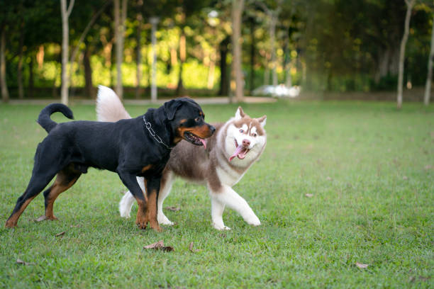 perro rottweiler y alaskan malamute en el parque. - rottweiler fotografías e imágenes de stock