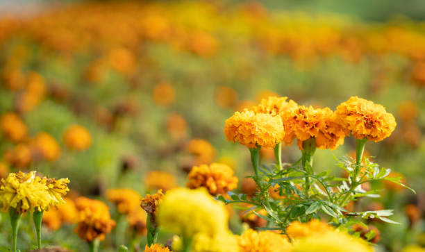 flower bed of marygold flowers, orange and yellow. - agriculture bed botany copy space imagens e fotografias de stock
