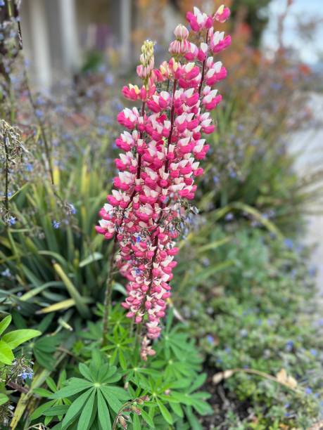 istock Bigleaf Lupine Flower in Bloom 1389601706
