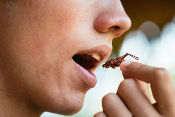 昆虫を食べる若者、味付けされたバッタ、昆虫のコンセプト、メキシコ料理 - grasshopper ストックフォトと画像
