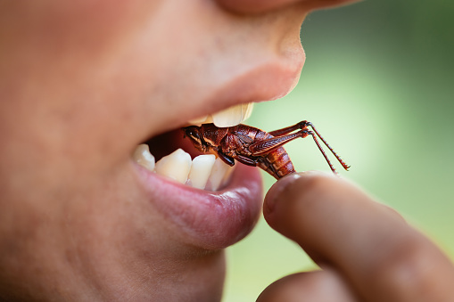 Young man eating insects,  seasoned grasshoppers, entomophagy concept, mexican food