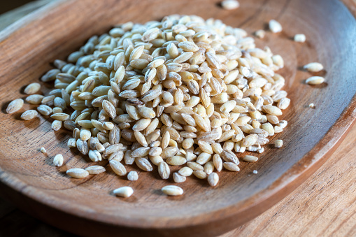 Single green barley plant against dark background. Barley grain is used for flour, barley bread, barley beer, some whiskeys, some vodkas, and animal fodder. Selective focus, space for text