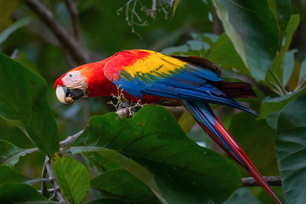 istock Scarlet Macaw in Quepos Costa Rica 1389604885