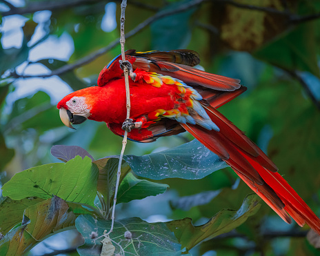 A beautiful Scarlet Macaw feeds on this tropical tree.