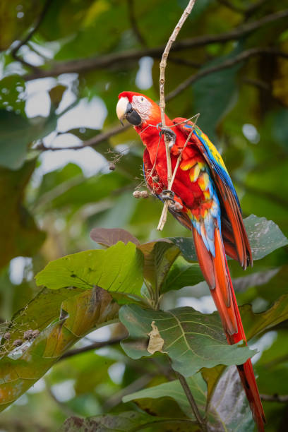 istock Scarlet Macaw in Quepos Costa Rica 1389604930