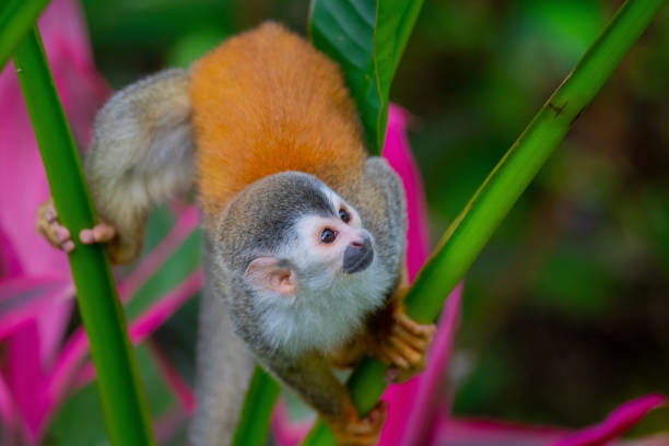 A Squirrel Monkey in the garden This squirrel monkey was playing in the banana trees near Quepos, Costa Rica. manuel antonio national park stock pictures, royalty-free photos & images