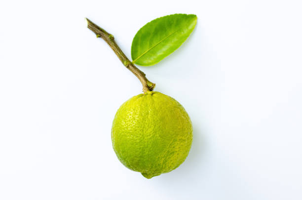 Green big organic lime with leaves put on white paper background.