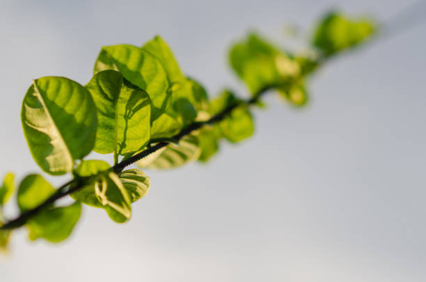 Selective focus on the leaf of climber tree on the rope with sunshine and morning sky.