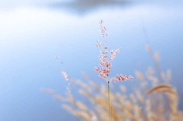 Rose Natal grass with blurry brown and blue color background from dry leaves and water from the lake.