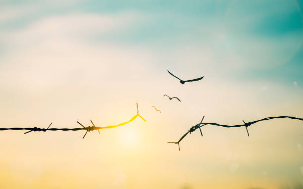 barbed wire fence with sunset twilight sky. broke spike change transform to bird boundary concept for human rights slave prison hostage hope to freedom. international liberty day. abolition of slavery - day to sunset imagens e fotografias de stock