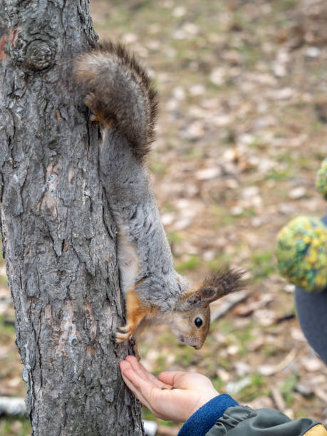 istock The boy feeds a squirrel with nuts from a hand in the wood 1389609184
