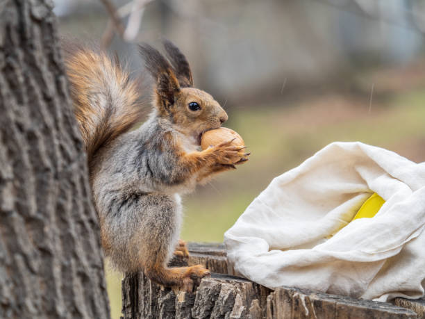 istock A squirrel with a nut sits on a stump in spring or summer. 1389609188