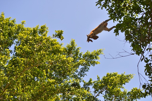 This is a wild macaque population,They live in the hills and  woods of Guilin,It already has more than 46 years.\nBecause people's care and love,The wild population is growing.\nOne sunny day in spring, the wild macaques were very active, jumping about in the woods.