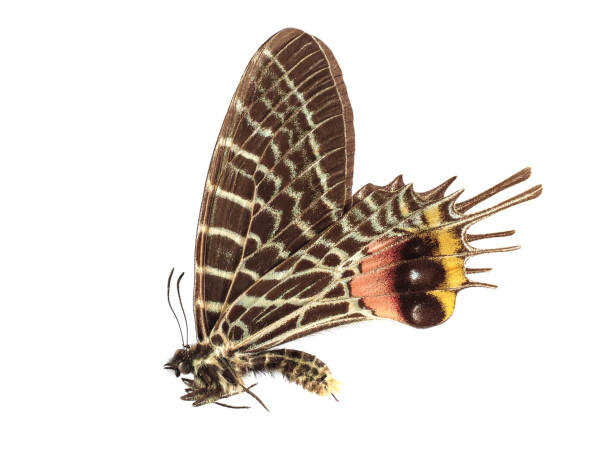 istock Bhutan Glory butterfly of thailand 1389611025