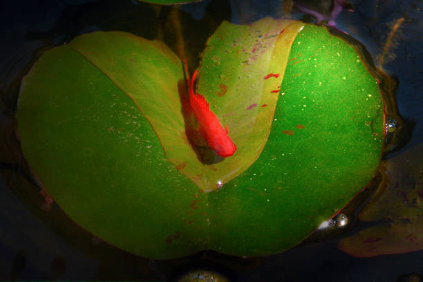 Swordtail (Xiphophorus hellerii) - female in a fish tank sleep on green leaf
