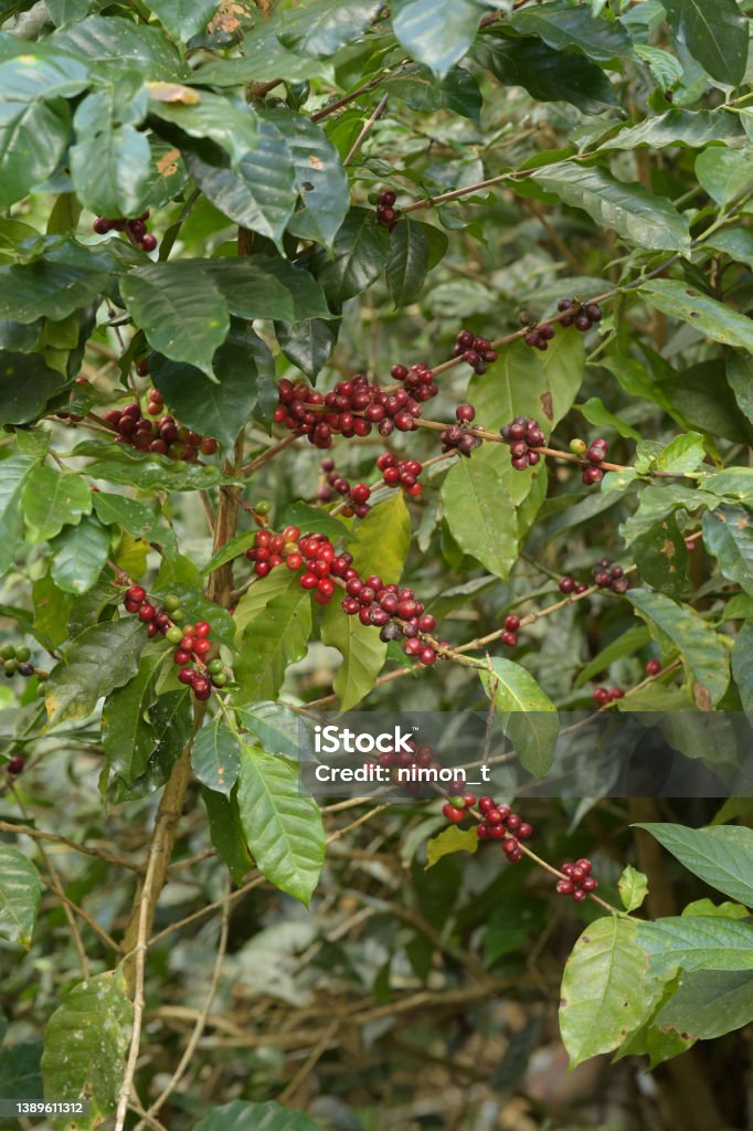 Kahvipavut kypsyvät - Rojaltivapaa avainsanalla Arabiankahvi ja tyyppiä Kuvapankin valokuva Kahvipavut kypsyvät - Rojaltivapaa avainsanalla Arabiankahvi ja tyyppiä Kuvapankin valokuva