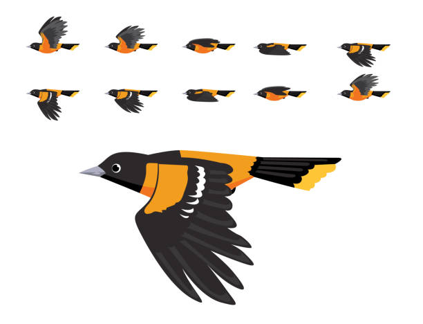 ilustraciones, imágenes clip art, dibujos animados e iconos de stock de baltimore oriole flying animation lindo dibujo animado ilustración vectorial - oriole