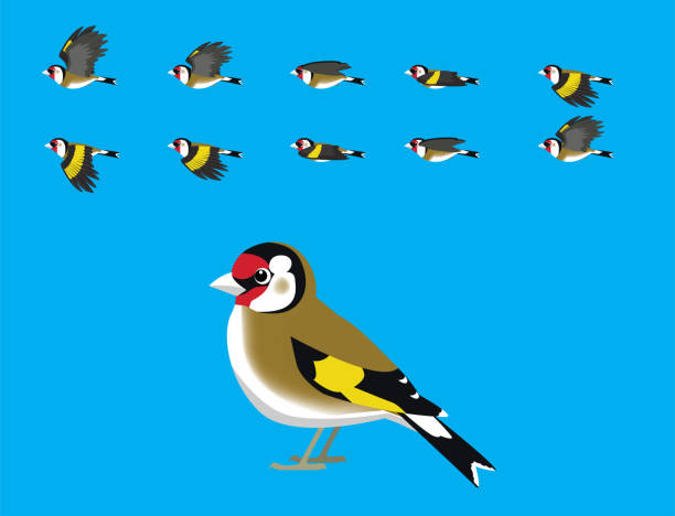 200 Cartoon Of The Bird Flying Away Illustrations & Clip Art - iStock