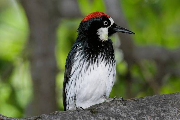 istock Brilliantly Colored Acorn Woodpecker 1389614231