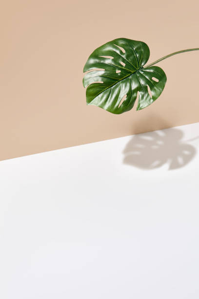 istock Side view green tropical palm leaf. Still life with sunlight and harsh shadow. White empty table and beige wall. Minimal summer concept with monstera palm leaf and shadow. Beige wall background. 1389615900