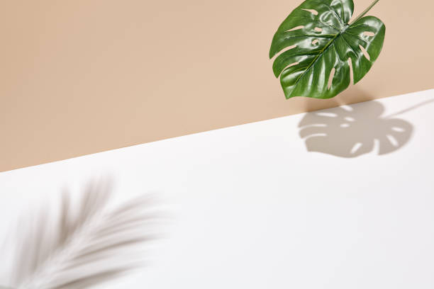 istock Side view green tropical palm leaf. Still life with sunlight and harsh shadow. White empty table and beige wall. Minimal summer concept with monstera palm leaf and shadow. Beige wall background. 1389615910