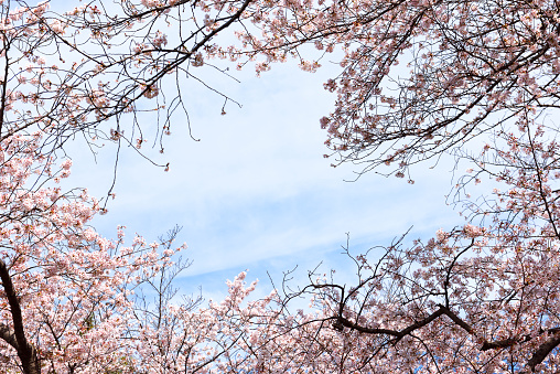 Cherry blossoms frame in full bloom with copy space.