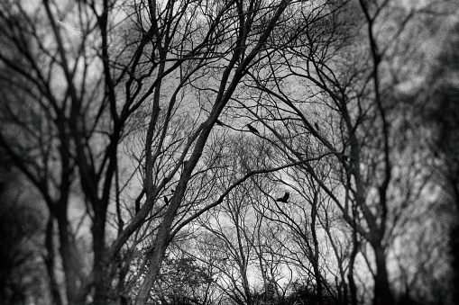Image of dense forest and crows ,Monochrome