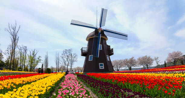 Tulip flower field with windmills in spring in the park stock photo