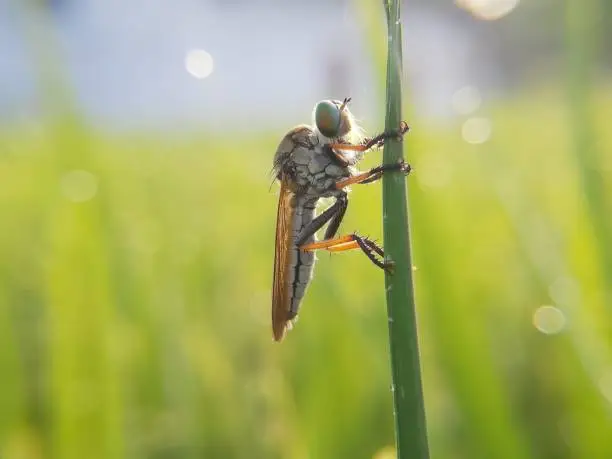 Robber Fly. The Asilidae are the robber fly family, also called assassin flies waiting in ambush for its prey