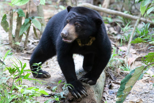 istock Malayan Sun Bear is the smallest bear in the world. 1389618284