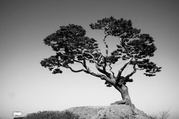 The mystical pine tree, a beautiful garden tree in Korea
