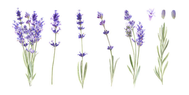 Watercolor botanical  lavender isolated on white background. Wedding illustration set for invitations, bridal shower, cards, fabric Watercolor botanical  lavender isolated on white background. Wedding illustration set for invitations, bridal shower, cards, fabric lavender stock illustrations