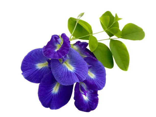 Photo of butterfly pea flower with leaf