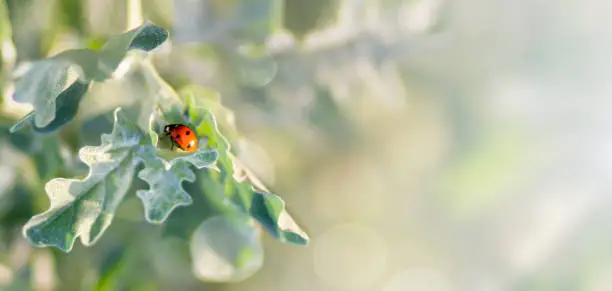 Photo of Ladybug on a leaf in the rays of the setting sun.