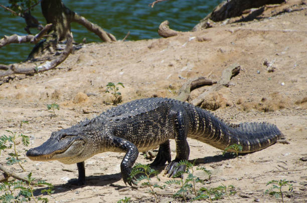 aligator idący do wody. - american alligator zdjęcia i obrazy z banku zdjęć