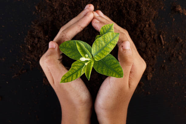 women are about to be planted in the fertile soil. - vida sustentável imagens e fotografias de stock