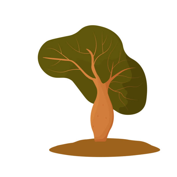 Baobab vector stock illustration. Boab. Baobab vector stock illustration. Boab. Isolated on a white background. boabab tree stock illustrations