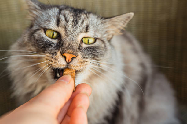 Gray domestic cat eats pet treats with vitamin supplements proper healthy feeding of pets, variety of diets for pets, Dry food and dietary supplements for cats of large Maine Coon breeds indulgence stock pictures, royalty-free photos & images