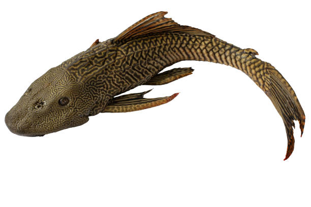 Suckermouth catfish on white background with clipping path. Hypostomus plecostomus, also known as the suckermouth catfish or the common pleco, is a tropical freshwater fish belonging to the armored. Suckermouth catfish on white background with clipping path. Hypostomus plecostomus, also known as the suckermouth catfish or the common pleco, is a tropical freshwater fish belonging to the armored. hypostomus plecostomus stock pictures, royalty-free photos & images