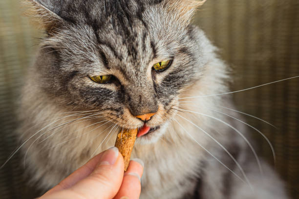 istock Gray domestic cat eats pet treats with vitamin supplements 1389625646
