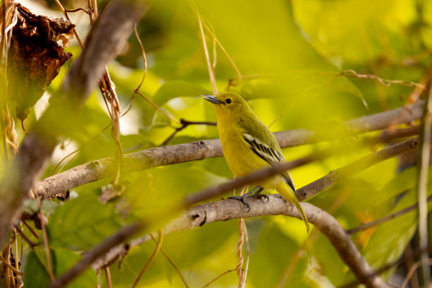 istock Common Iora, Aegithina tiphia, Uttarakhand, India 1389625669