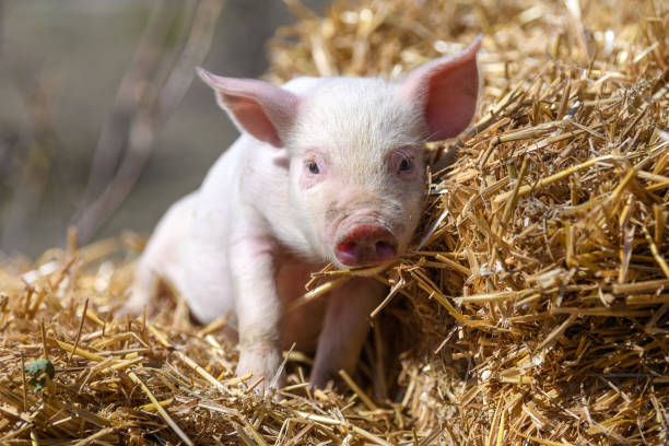 istock Piglet on hay and straw at pig breeding farm 1389625754