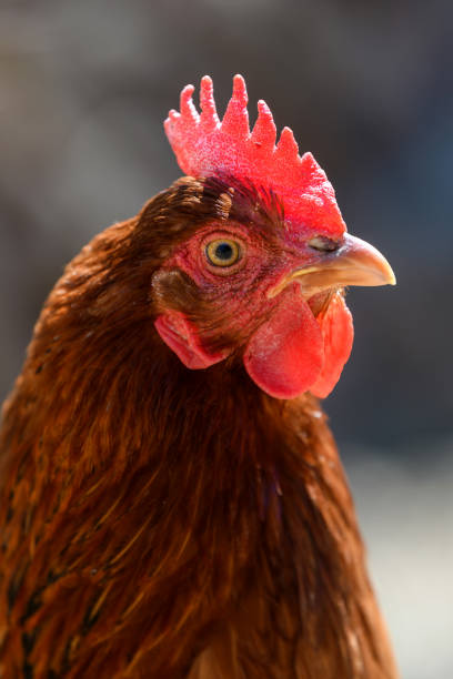 istock Portrait chicken on the farm, poultry concept 1389625760