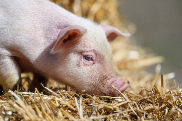 istock Piglet on hay and straw at pig breeding farm 1389625762